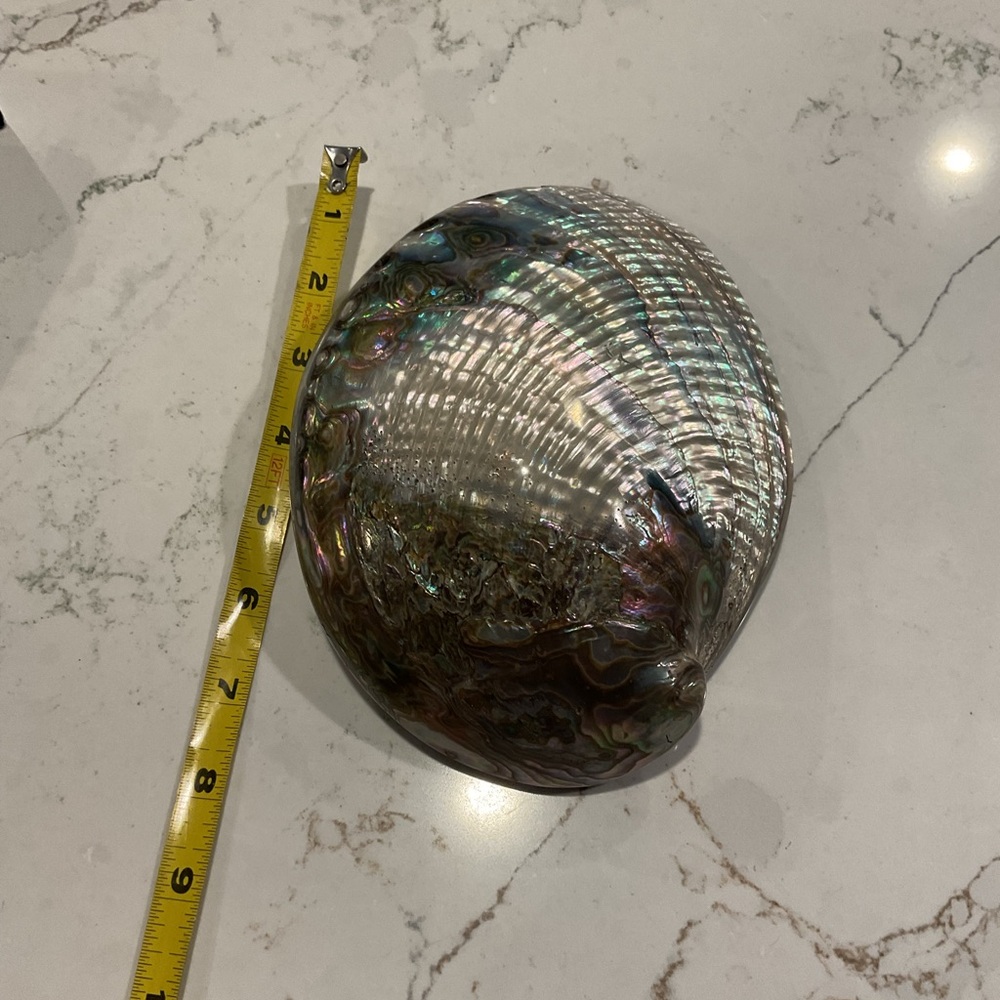 Iridescent Large Abalone Shell - Picture 6 of 8